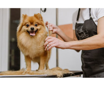 Dog Grooming Services in Mysore: Dog Baths, Haircuts