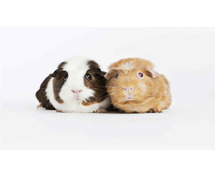 Buy Healthy Rabbits for sale in Jaipur at Affordable Prices