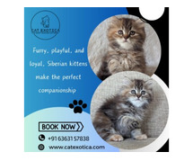 Siberian Cat for Sale in Bangalore