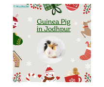 Buy Healthy Guinea Pigs for sale in Jodhpur at Affordable Price