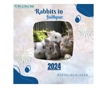 Buy Healthy Rabbits for sale in Jodhpur at Affordable Prices