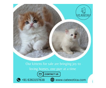 Kittens for Sale in Bangalore