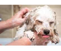 Dog Grooming Services in Srinagar-jk: Dog Baths, Haircuts