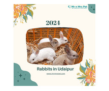 Buy Healthy Rabbits for sale in Udaipur at Affordable Prices