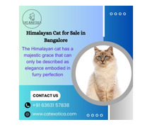 Himalayan Cat for Sale in Bangalore