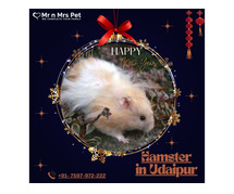 Buy Healthy Hamsters for sale in Udaipur at Affordable Prices