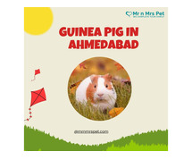 Buy Healthy Guinea Pigs for sale in Ahmedabad at Affordable Price