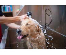 Dog Grooming Services at Home in Hyderabad