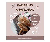 Buy Healthy Rabbits for sale in Ahmedabad at Affordable Prices