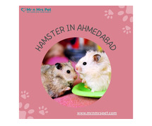 Buy Healthy Hamsters for sale in Ahmedabad at Affordable Prices