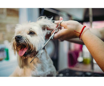 Dog Grooming Services at Home in Mumbai