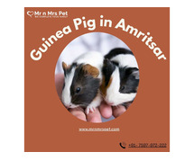 Buy Healthy Guinea Pigs for sale in Amritsar at Affordable Price