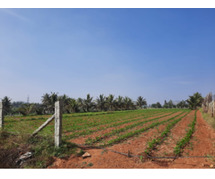 Anugraha Farms Unveils Farm Land for Sale In Hosur Opportunities.