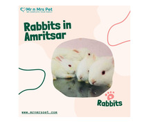 Buy Healthy Rabbits for sale in Amritsar at Affordable Prices