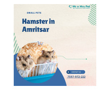 Buy Healthy Hamsters for sale in Amritsar at Affordable Prices