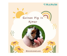 Buy Healthy Guinea Pigs for sale in Ajmer at Affordable Price