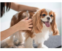 Dog Grooming Services at Home in Pune