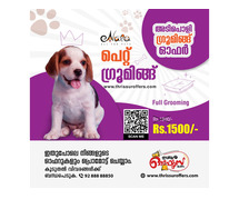 Pet Boarding Services in Thrissur