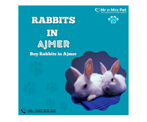 Buy Healthy Rabbits for sale in Ajmer at Affordable Prices