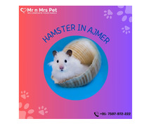 Buy Healthy Hamsters for sale in Ajmer at Affordable Prices