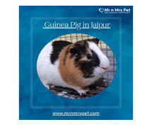 Buy Healthy Guinea Pigs for sale in Jaipur at Affordable Price