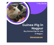 Buy Healthy Guinea Pigs for sale in Nagpur at Affordable Price