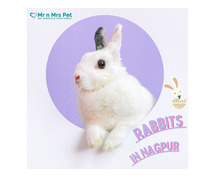 Buy Healthy Rabbits for sale in Nagpur at Affordable Prices