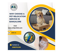 WHY CHOOSE A PET RELOCATION SERVICE IN BANGALORE TO MOVE YOUR PET IN ANYWHERE IN INDIA