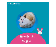 Buy Healthy Hamsters for sale in Nagpur at Affordable Prices