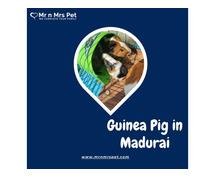 Buy Healthy Guinea Pigs for sale in Madurai at Affordable Price