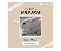 Buy Healthy Rabbits for sale in Madurai at Affordable Prices