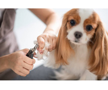 Dog Grooming Services at Home in Ahmedabad