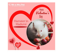 Buy Healthy Hamsters for sale in Madurai at Affordable Prices