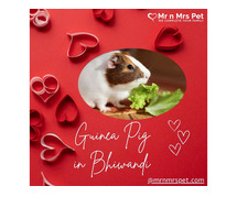 Buy Healthy Guinea Pigs for sale in Bhiwandi at Affordable Price