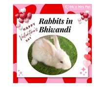 Buy Healthy Rabbits for sale in Bhiwandi at Affordable Prices