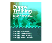 Puppy Training at Home in Chennai