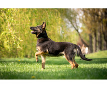 Dog Training Session for Pet Parents in Bangalore