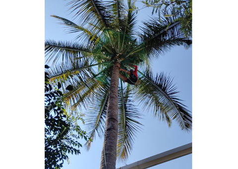 Best Coconut Tree Safety Nets in Bangalore. Call 