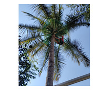 Best Coconut Tree Safety Nets in Bangalore. Call "Menorah CocoNets" - 6362539199