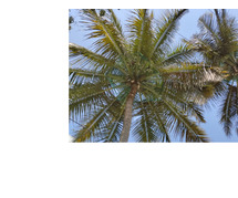 Coconut Tree Safety Net Installation in Bangalore | Call 
