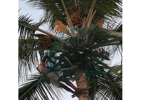 Coconut Tree Net Fixing in Bangalore. Call 