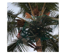 Coconut Tree Net Fixing in Bangalore. Call "Menorah CocoNets" - 6362539199