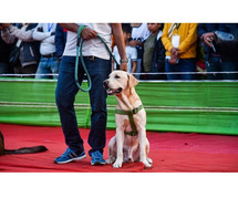 Dog Trainer in Delhi | Dog Training Service in Delhi