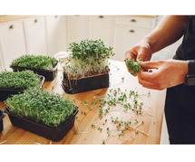Ready to Elevate Your Indoor Garden Game with Fresh Microgreens?