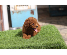Poodle Puppies for Sale in Hyderabad
