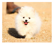 Toy Pomeranian Puppies for Sale in Delhi