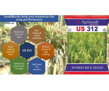 Hybrid Rice Seed Companies in India