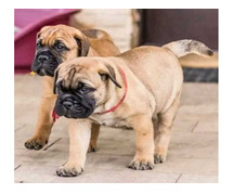 Bullmastiff Puppies for Sale in Delhi