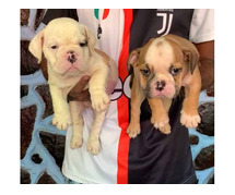 British Bulldog Puppies for Sale in Delhi
