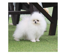 Toy Pomeranian Puppies for Sale in Lucknow